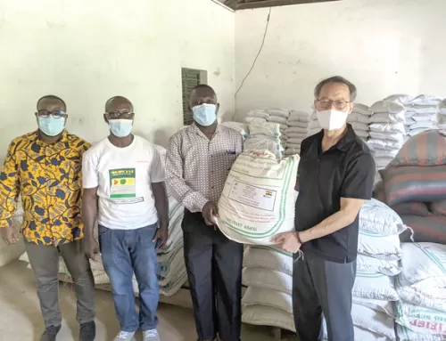 Central Region’s rice revolution: Distribution of improved seeds to farmers begins