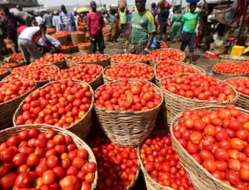 UK’s £200 million tomato market entices local producers