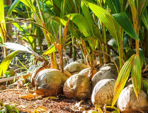 GEPA targets US$2.8 billion annually from coconut exports