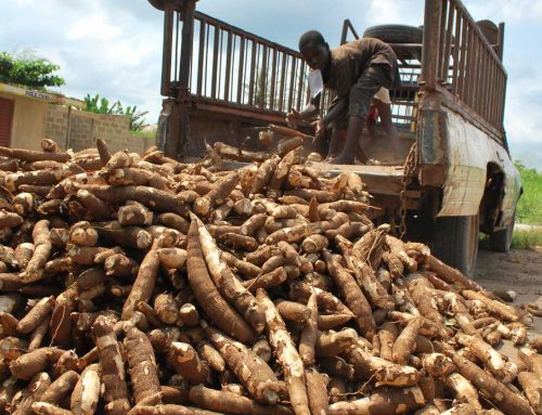 Only 0.5% of 18 million tons of cassava is processed – DBG & GIRSAL Forum reveals