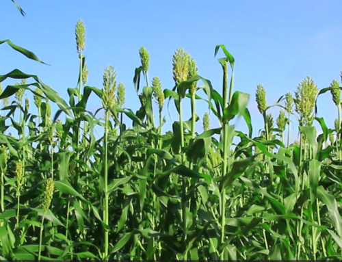 Drought-tolerant sorghum receives boost to increase production